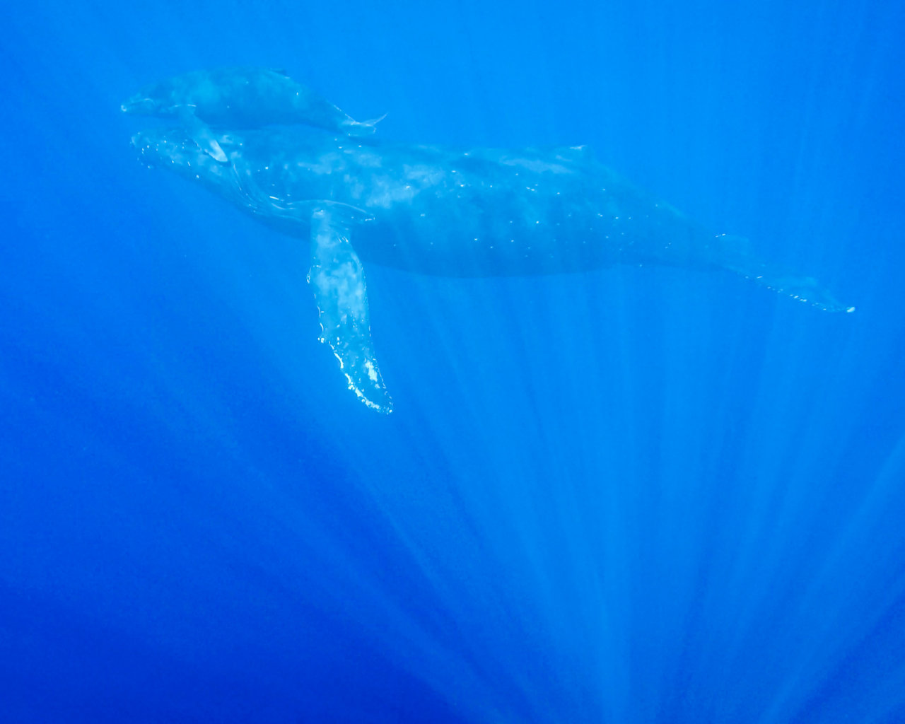 Baby Humpback with Mama, Maui, Hawaii – Photography by Brian Luke Seaward