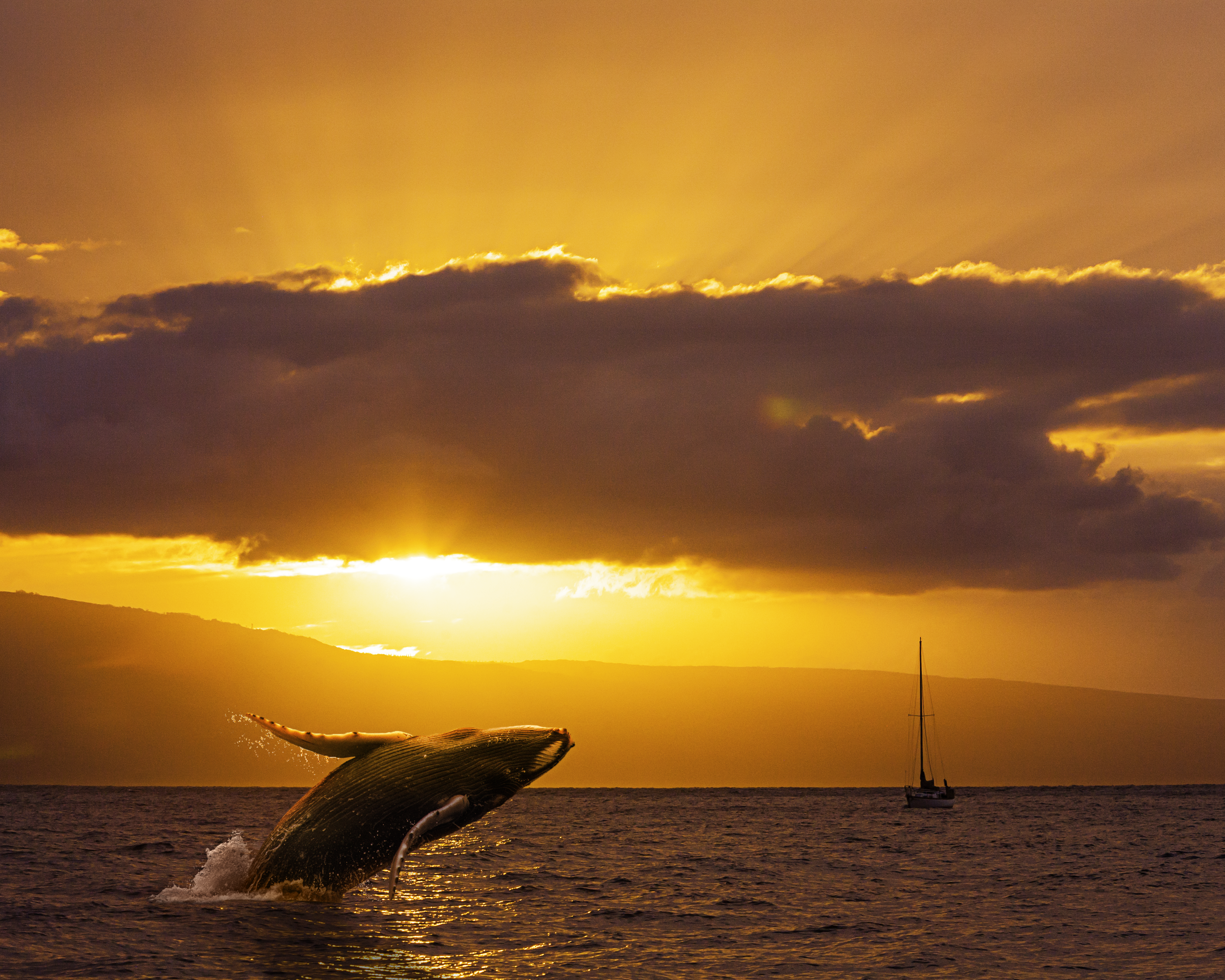 Breaching Humpback Whale in Maui – Photography by Brian ...