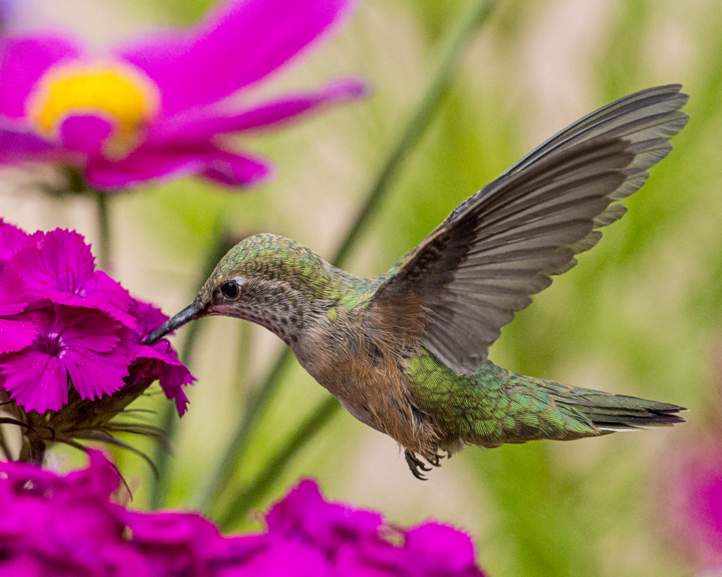 Hummingbird With Purple Phlox – Photography By Brian Luke Seaward