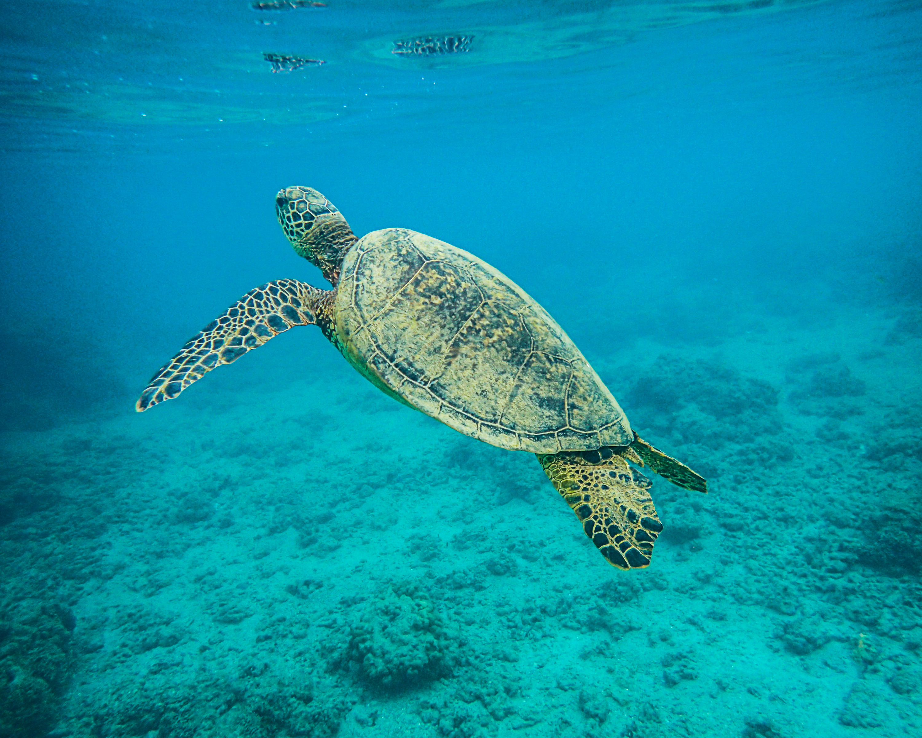 Why Are Sea Turtles Sacred In Hawaii? - Riyadel Jannah 