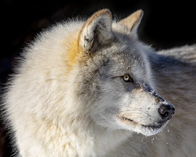 Wild Grey Wolf, British Columbia, Canada – Photography by Brian Luke ...